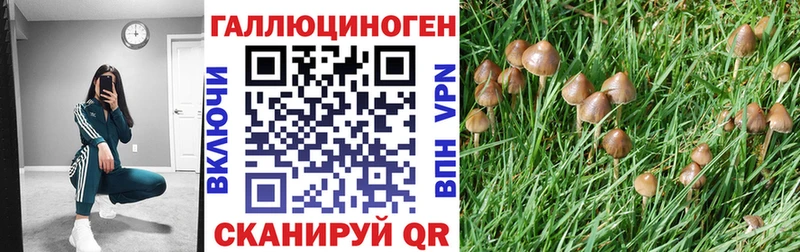 Купить где  Николаевск-на-Амуре  Псилоцибиновые грибы Cubensis 